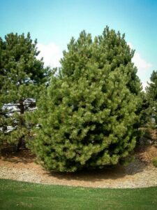 Сосна Чёрная (Pinus Nigra) купить по цене от 270.00р. в интернет-магазине «Посадика» с доставкой почтой в в Микунье и по всей России – [изображение №1].