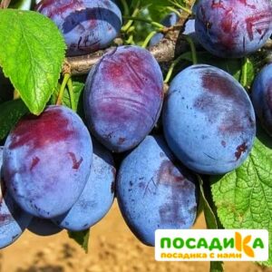 Слива Чачакская ранняя купить по цене от 229.00р. в интернет-магазине «Посадика» с доставкой почтой в в Микунье и по всей России – [изображение №1].