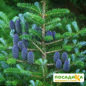 Пихта корейская (Abies koreana) купить по цене от 450.00р. в интернет-магазине «Посадика» с доставкой почтой в в Микунье и по всей России – [изображение №1].