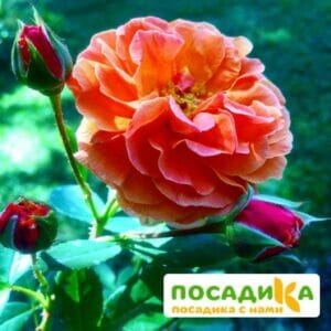 Роза Арабия купить по цене от 350.00р. в интернет-магазине «Посадика» с доставкой почтой в в Микунье и по всей России – [изображение №1].