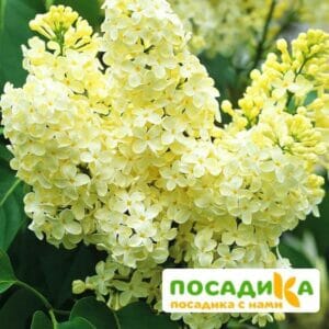 Сирень Примроуз (Primrose) купить по цене от 529.00р. в интернет-магазине «Посадика» с доставкой почтой в в Микунье и по всей России – [изображение №1].