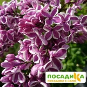 Сирень Сенсация купить по цене от 529.00р. в интернет-магазине «Посадика» с доставкой почтой в в Микунье и по всей России – [изображение №1].