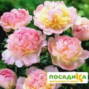 Пион Распберри Сандей (Paeonia Raspberry Sundae) купить по цене от 959р. в интернет-магазине «Посадика» с доставкой почтой в в Микунье и по всей России – [изображение №1].