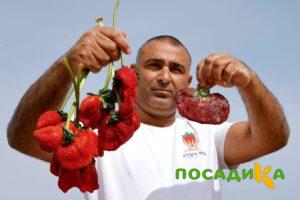 Клубника Гигант Джорнея купить по цене от 266р. в интернет-магазине «Посадика» с доставкой почтой в в Микунье и по всей России – [изображение №1].