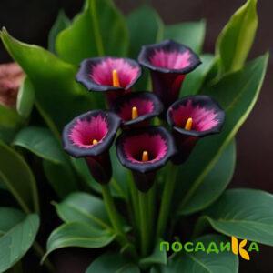 Калла Аура Лейс купить по цене от 400р. в интернет-магазине «Посадика» с доставкой почтой в в Микунье и по всей России – [изображение №1].