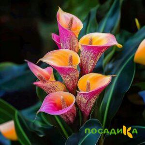Калла Оникс купить по цене от 450р. в интернет-магазине «Посадика» с доставкой почтой в в Микунье и по всей России – [изображение №1].