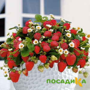 Клубника Рубиновый Шепот (горшечная) купить по цене от 240р. в интернет-магазине «Посадика» с доставкой почтой в в Микунье и по всей России – [изображение №1].