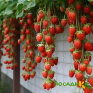 Клубника вьющаяся Комплимент купить по цене от 470р. в интернет-магазине «Посадика» с доставкой почтой в в Микунье и по всей России – [изображение №1].
