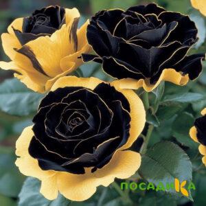 Роза Ханни Сикл купить по цене от 700р. в интернет-магазине «Посадика» с доставкой почтой в в Микунье и по всей России – [изображение №1].