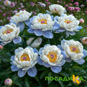 Пион акварельный Этюд купить по цене от 806р. в интернет-магазине «Посадика» с доставкой почтой в в Микунье и по всей России – [изображение №1].