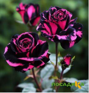 Роза Багровый Шепот купить по цене от 366р. в интернет-магазине «Посадика» с доставкой почтой в в Микунье и по всей России – [изображение №1].