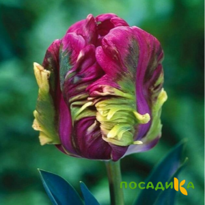Тюльпан Экзотик Хэвен купить по цене от 186р. в интернет-магазине «Посадика» с доставкой почтой в в Микунье и по всей России – [изображение №1].