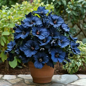 Гибискус Селестиал Флейм купить по цене от 326р. в интернет-магазине «Посадика» с доставкой почтой в в Микунье и по всей России – [изображение №1].